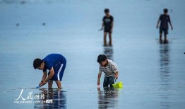 海南赶海爆料事件视频播放,视频揭示海滩奇观与生态挑战